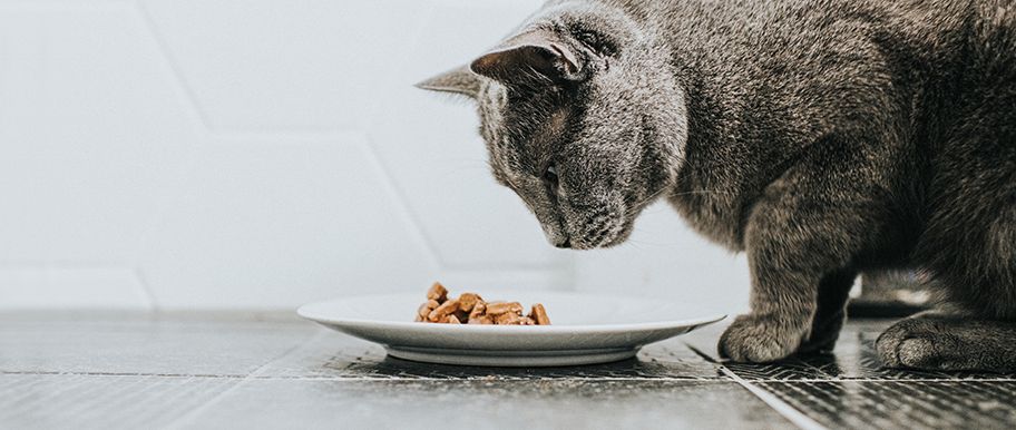 chat ne mange plus